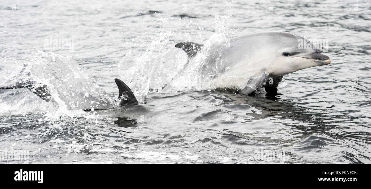 Nuova Zelanda dusky delfini (Lagenorhynchus obscurus) Dusky Sound Nuova Zelanda Foto Stock