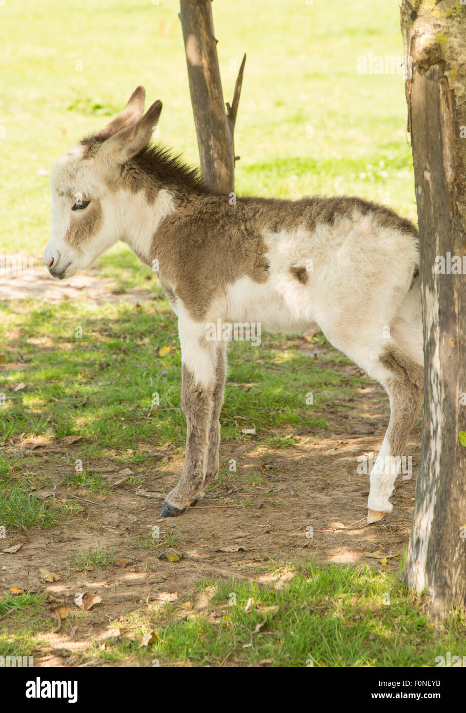 Carino baby donkey in agriturismo Foto Stock