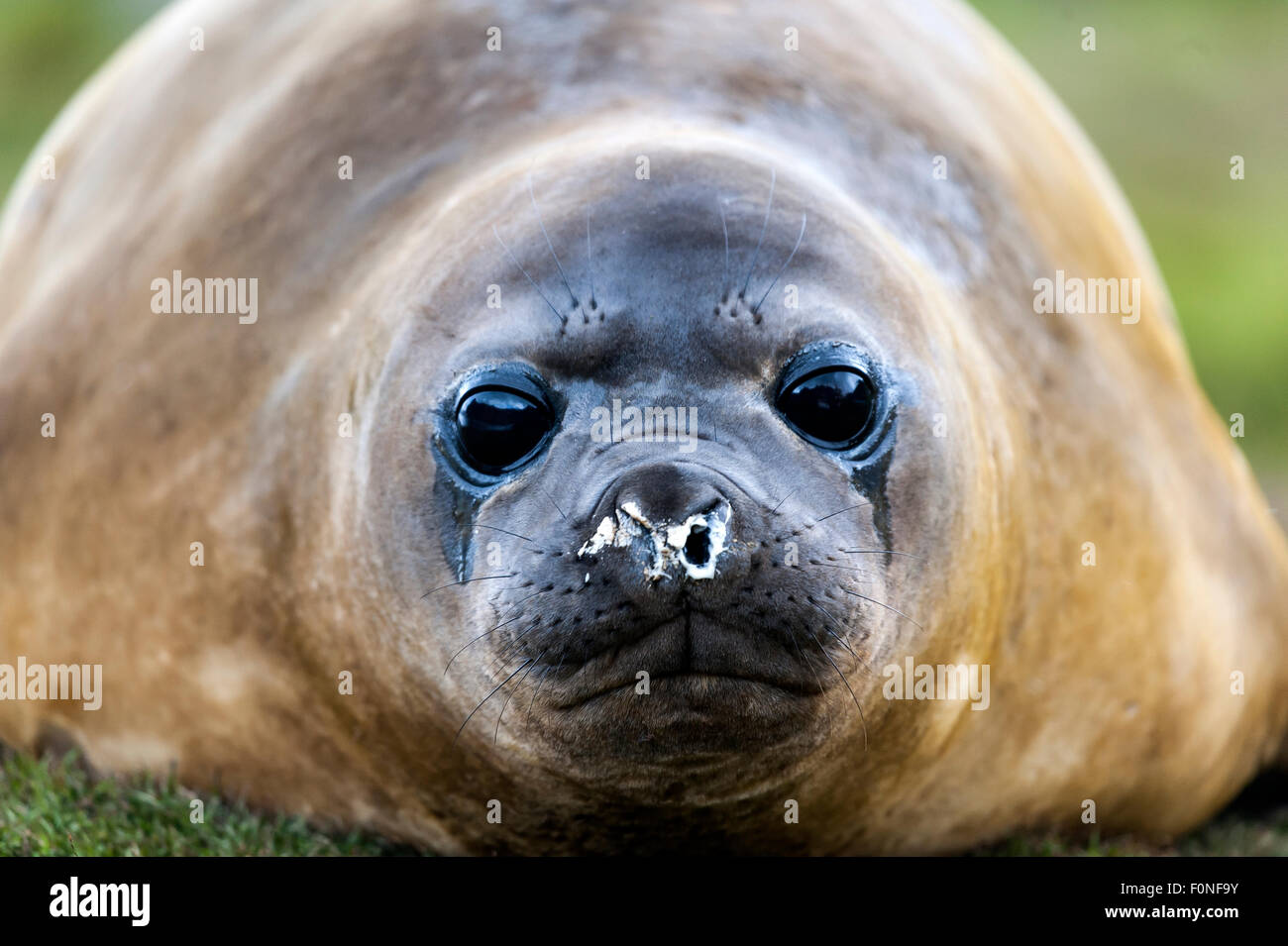 Close up di Elefante marino del sud (Mirounga leonina) Grytviken Georgia del Sud Foto Stock