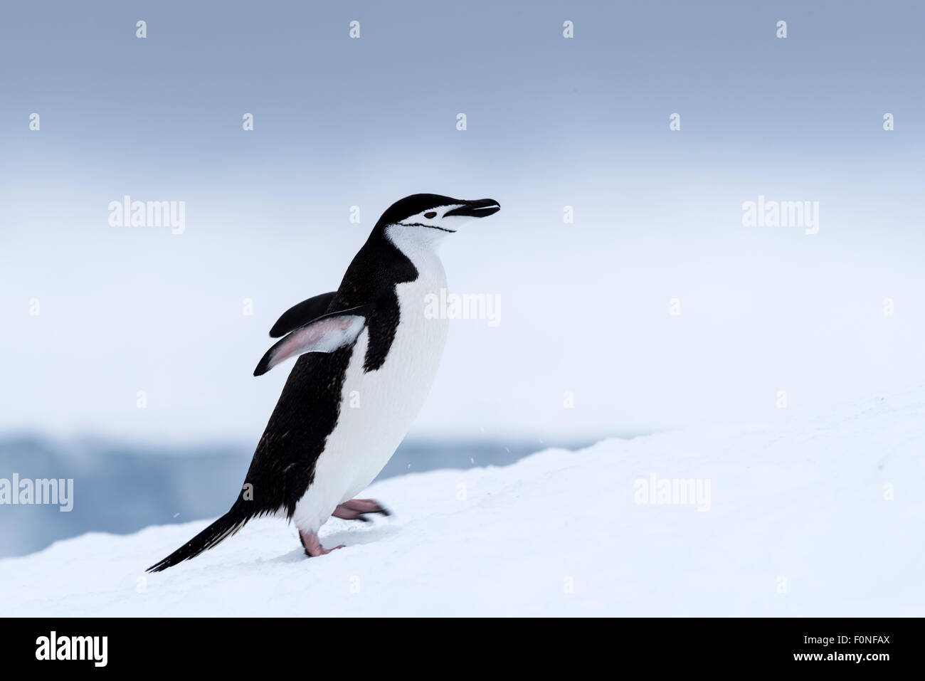 Pinguini Chinstrap (Pygoscelis Antartide) passeggiate sulla neve Half Moon Island Penisola Antartica Antartide Foto Stock