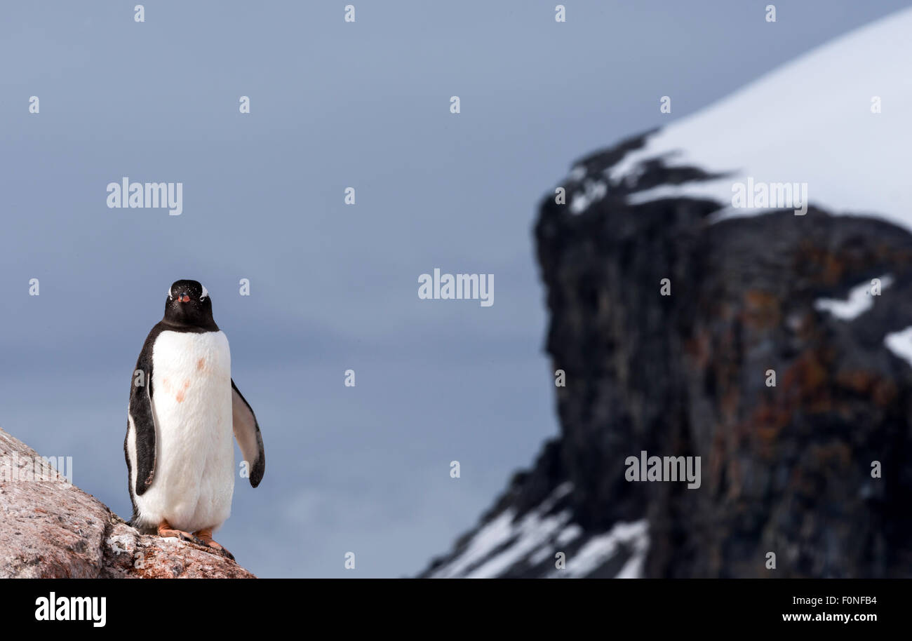 Pinguino Gentoo (Pygoscelis papua) su roccia Mikkelsen Harbour Penisola Antartica Antartide Foto Stock