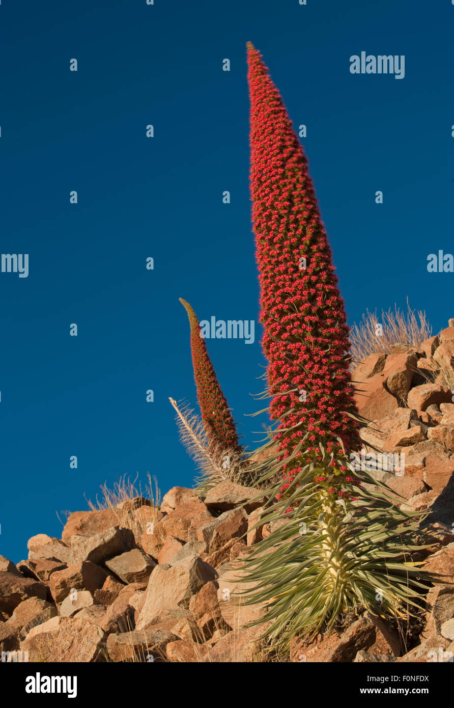 Red Giant tajinaste / Mount Teide bugloss (Echium wildpretii) fiori, Parco Nazionale di Teide Tenerife, Isole Canarie, Maggio 2009 Foto Stock