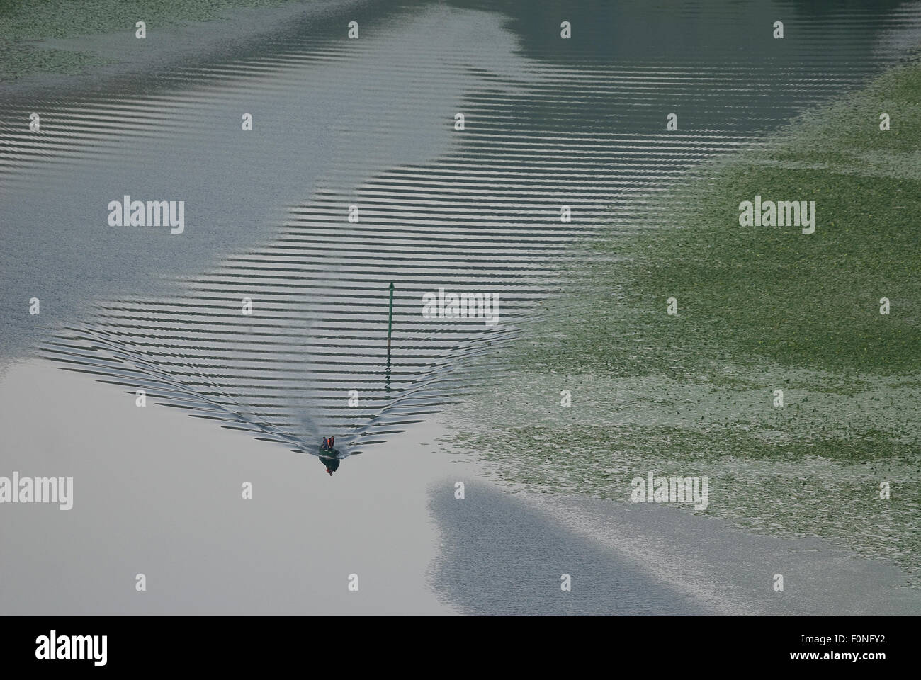 Fisherman's barca nel canale tra piante acquatiche, Fiume Crnojevica, vicino Pavlova Strana, Rijeka Crnojevica, il Lago di Scutari Parco Nazionale, Montenegro, Maggio 2008 Foto Stock