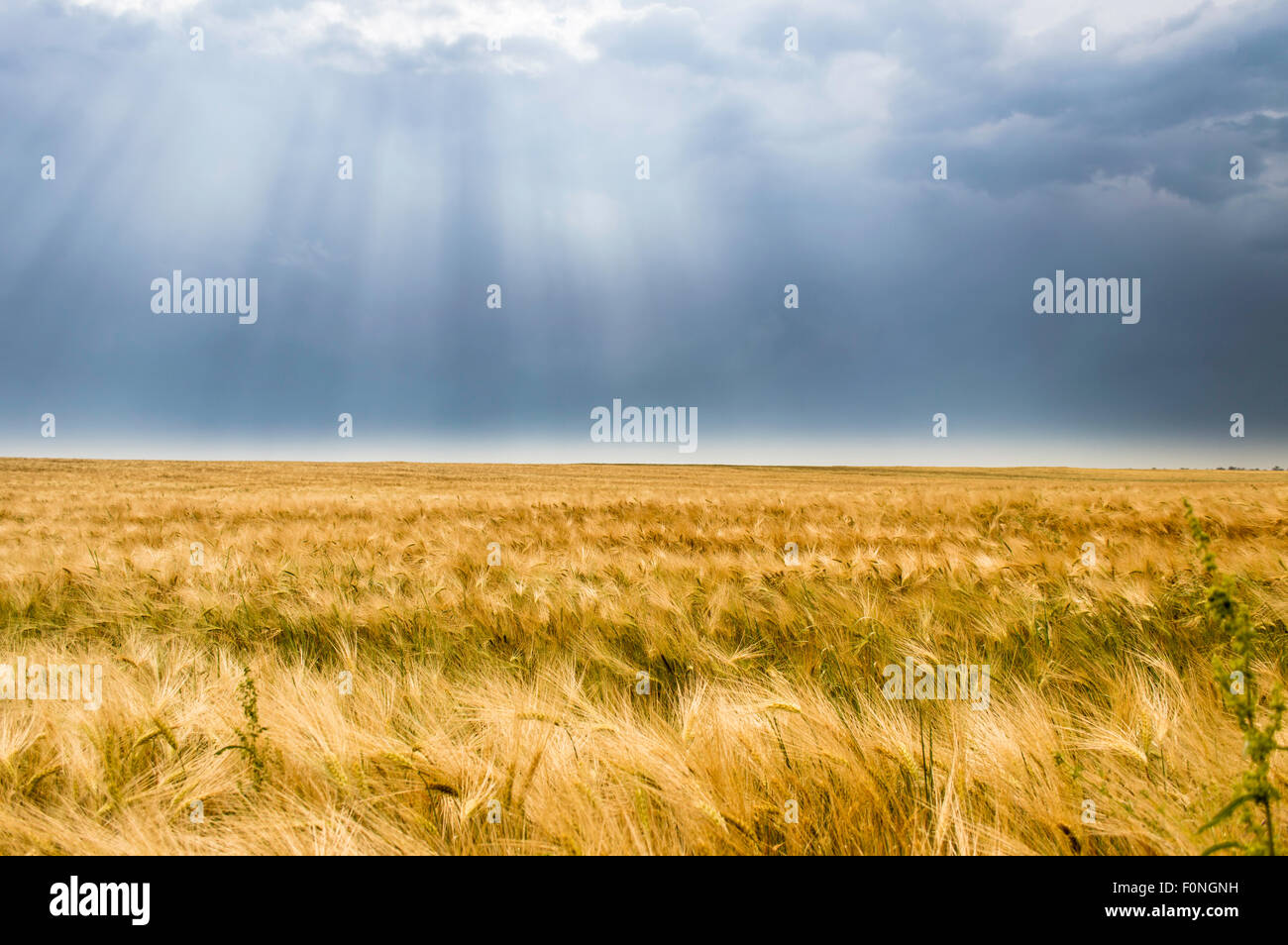 Tempesta nuvole scure su campo di grano Foto Stock