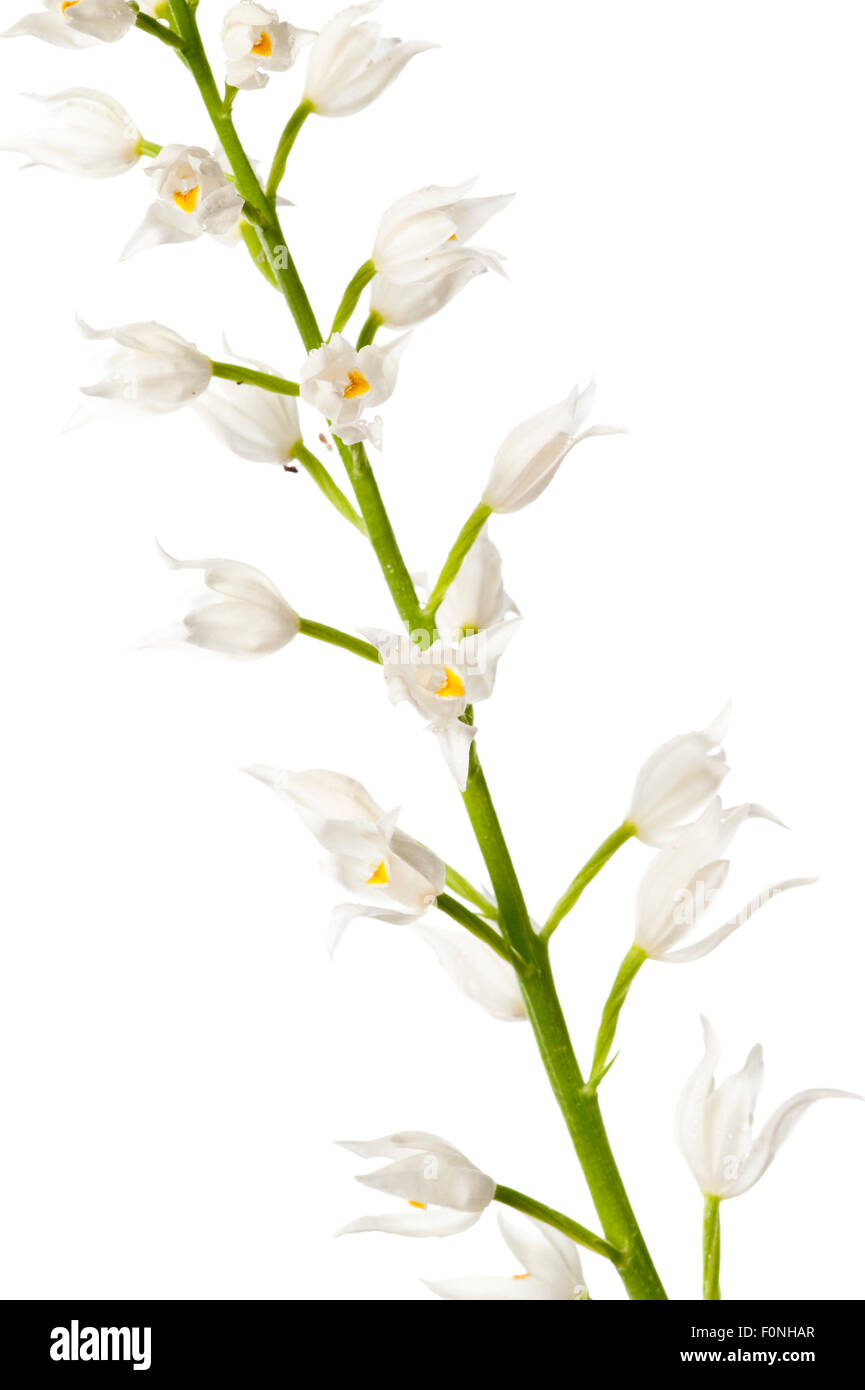 Lasciava in stretta helleborine (Cephalanthera longifolia) in fiore, Francia, Maggio 2009 Foto Stock