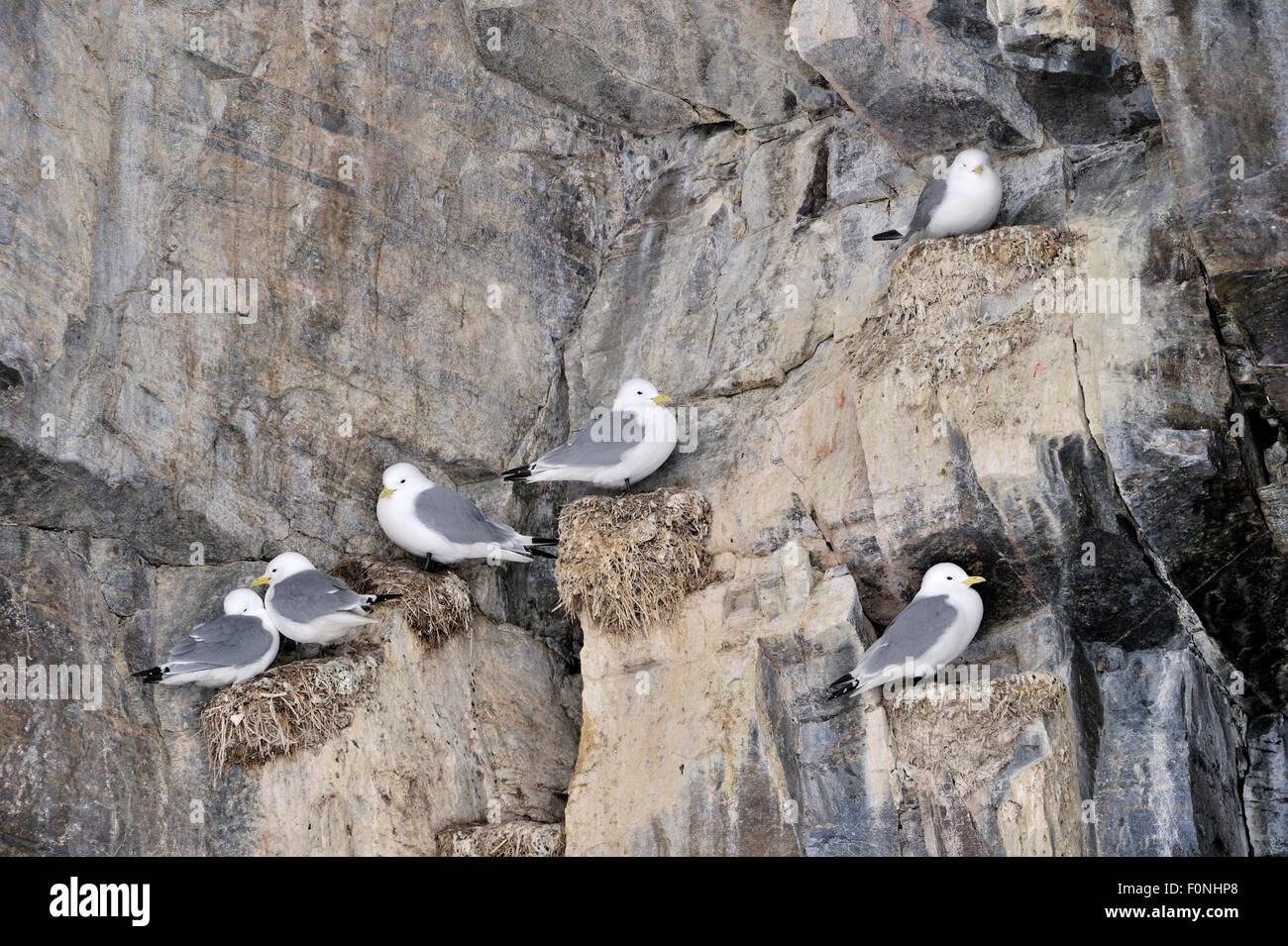 Nero-zampe (kittiwakes Rissa tridactyla) colonia sulla scogliera e battenti davanti, isola Bylot, baia di Baffin, Nunavut, Canada. Foto Stock