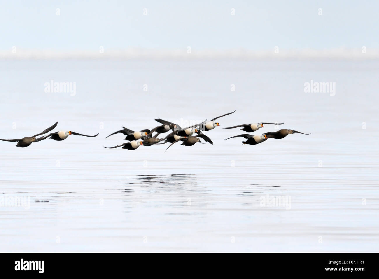 Gruppo di King Eider (Somateria spectabilis) volare al di sopra dell'acqua con la riflessione, la baia di Baffin, Nunavut, Canada. Foto Stock