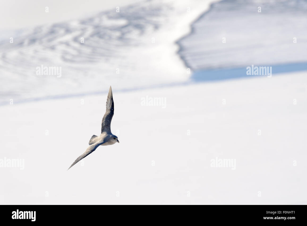 Northern Fulmar (Fulmaris glacialis) volando sul fiordo congelato, Tempelfjorden, Spitsbergen, Svalbard, Norvegia. Foto Stock