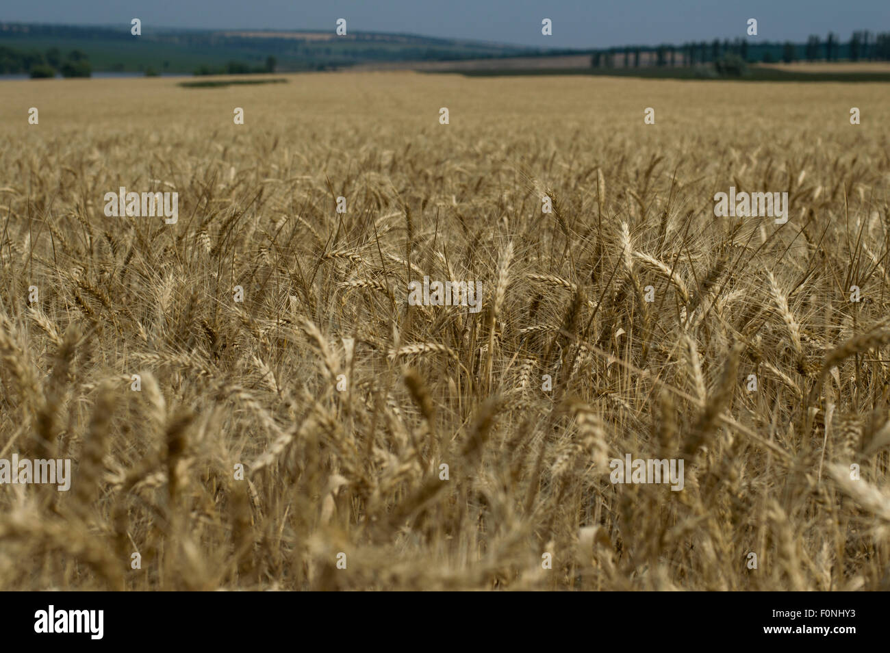 Campo di colture di cereali in fase di maturazione Foto Stock
