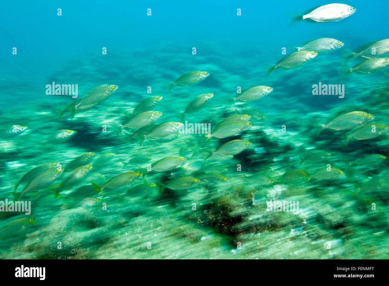 Orate di vacca (Sarpa salpa) shoal, Larvotto riserva marina, Monaco, Mare mediterraneo, Luglio 2009 Foto Stock