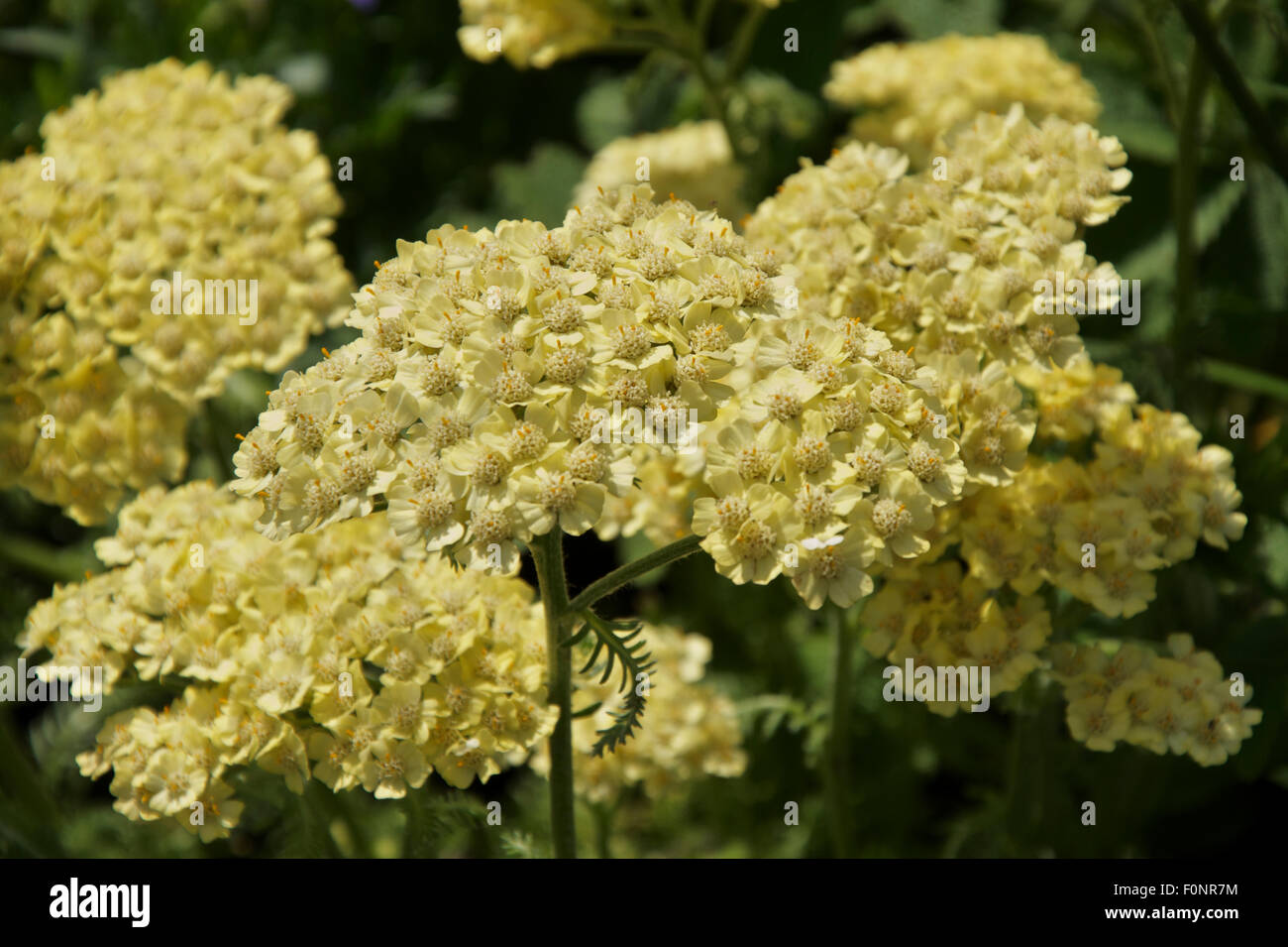 Achillea gialla o Achillea millefolium vigilia del deserto Foto Stock