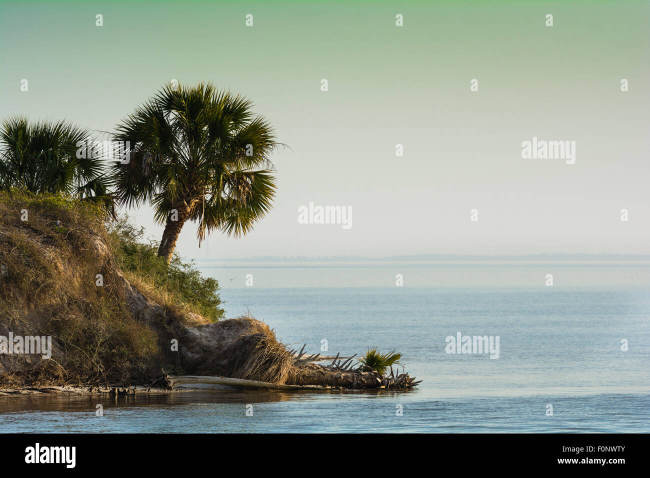 Palm tree si affaccia sul Golfo del Messico in Florida's Forgotten Coast Foto Stock