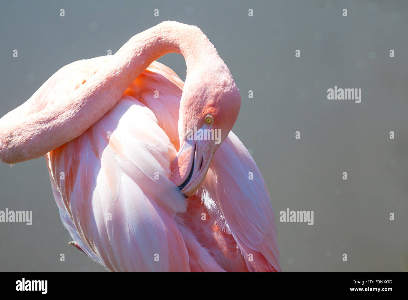 Fenicottero rosa genere Phoenicopterus preening in stretta fino Foto Stock