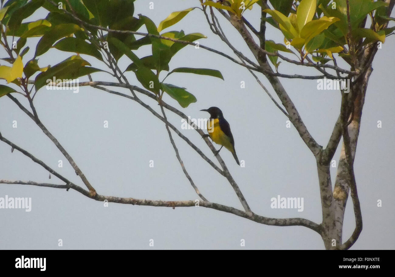 Il Bintan, Kepri, Indonesia. 19 Ago, 2015. Il Bintan, Indonesia - 19 agosto: Il marrone-throated Sunbird (Anthreptes malacensis), noto anche come la pianura-throated Sunbird il 19 agosto 2015 nell'Isola di Bintan, Indonesia. Si trova in una vasta gamma di semi-aperto habitat nel sud-est asiatico, che vanno dal Myanmar alla minor Sundas e west Filippine. © Sijori Immagini/ZUMA filo/Alamy Live News Foto Stock