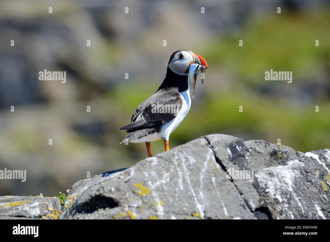 Atlantic Puffin (Fratercula arctica) con il pesce in bocca sull isola di maggio, Firth of Forth, Scozia Foto Stock