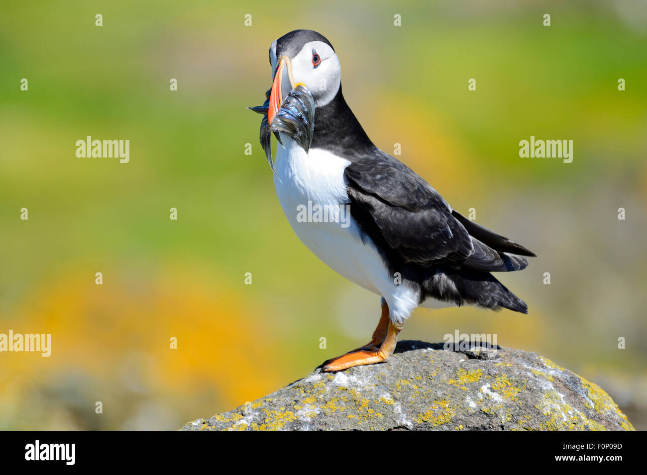 Atlantic Puffin (Fratercula arctica) con il pesce in bocca, Isola di maggio, Firth of Forth, Scozia Foto Stock