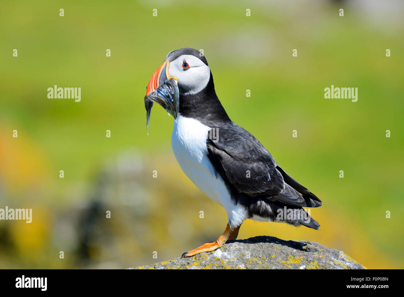 Atlantic Puffin (Fratercula arctica) con il pesce in bocca, Isola di maggio, Firth of Forth, Scozia Foto Stock