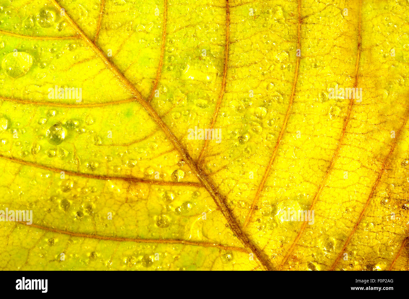 Macro shot di gocce di pioggia su una mezza foglia morta Foto Stock