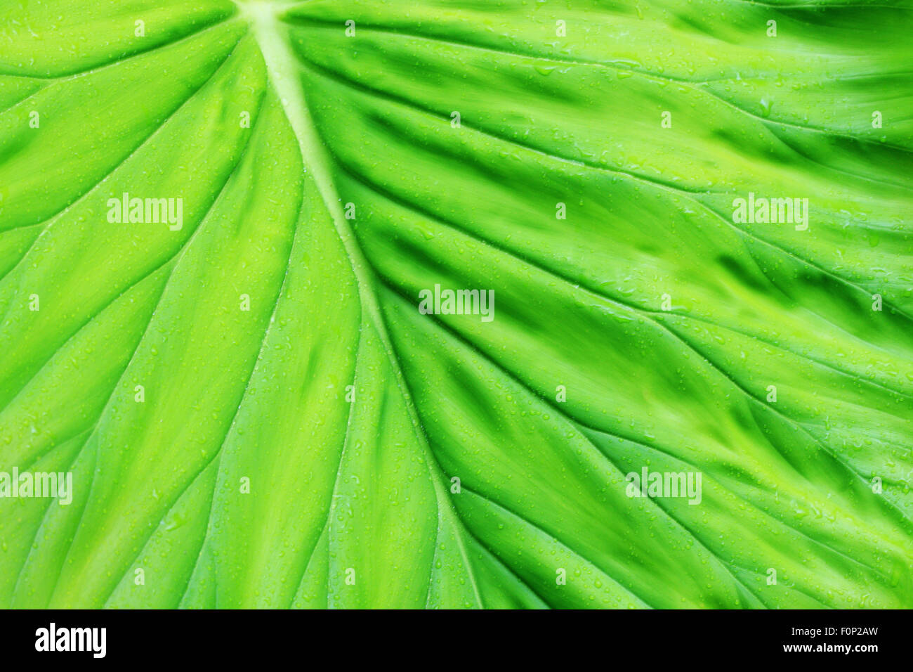 Ripresa macro di una rigogliosa foglia verde con gocce di pioggia Foto Stock