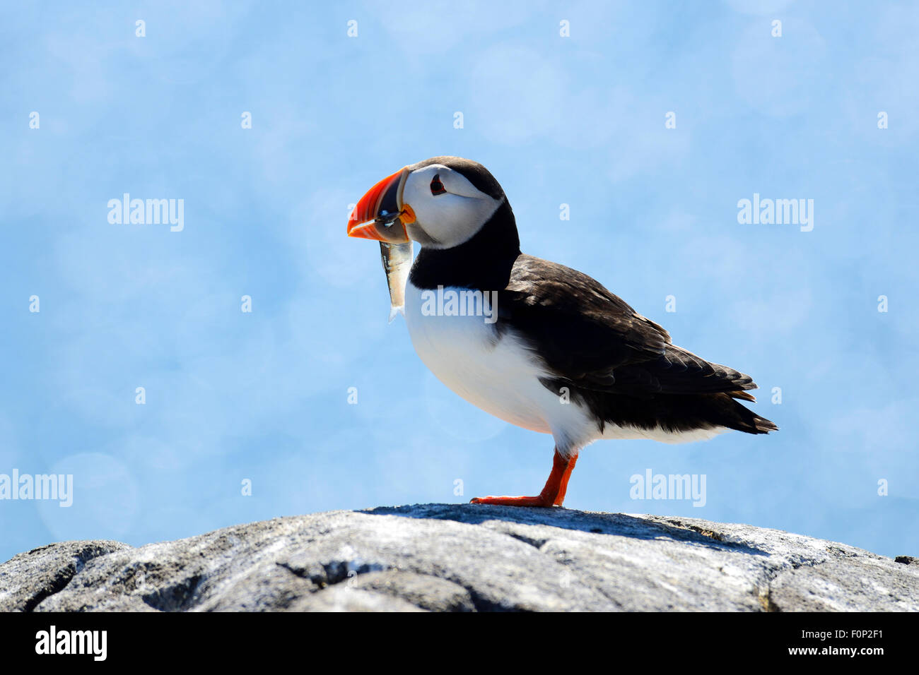 Atlantic Puffin (Fratercula arctica) con il pesce in bocca, Isola di maggio, Firth of Forth, Scozia Foto Stock