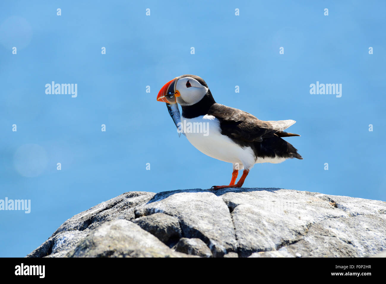 Atlantic Puffin (Fratercula arctica) con il pesce in bocca, Isola di maggio, Firth of Forth, Scozia Foto Stock