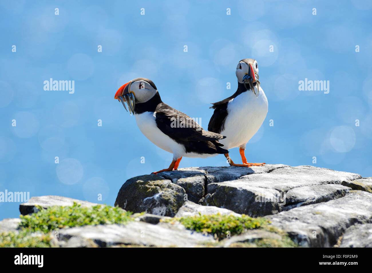 Coppia di pulcinelle di mare atlantico (Fratercula arctica) con il pesce in bocca, Isola di maggio, Firth of Forth, Scozia Foto Stock