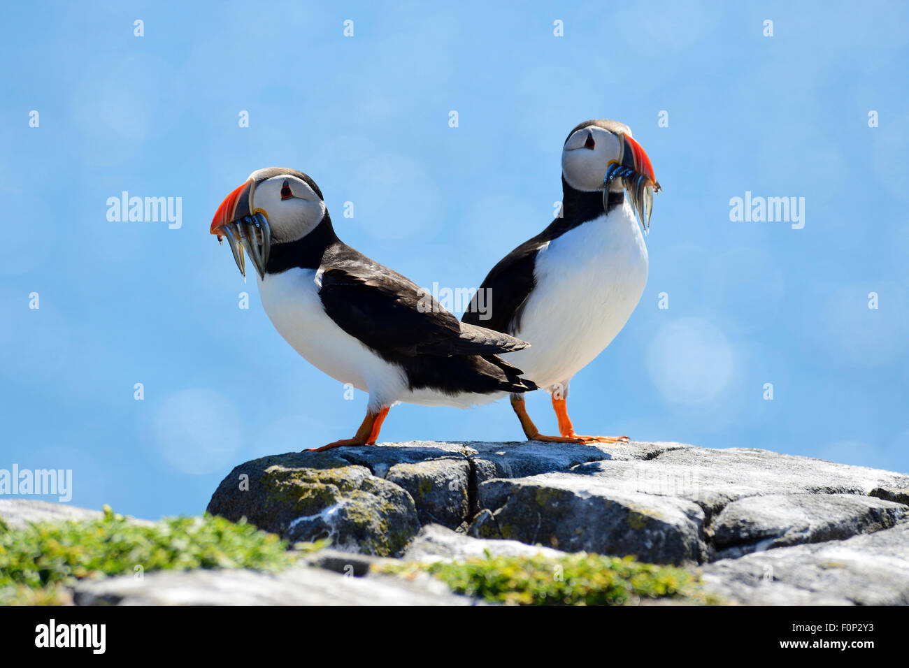 Coppia di pulcinelle di mare atlantico (Fratercula arctica) con il pesce in bocca, Isola di maggio, Firth of Forth, Scozia Foto Stock