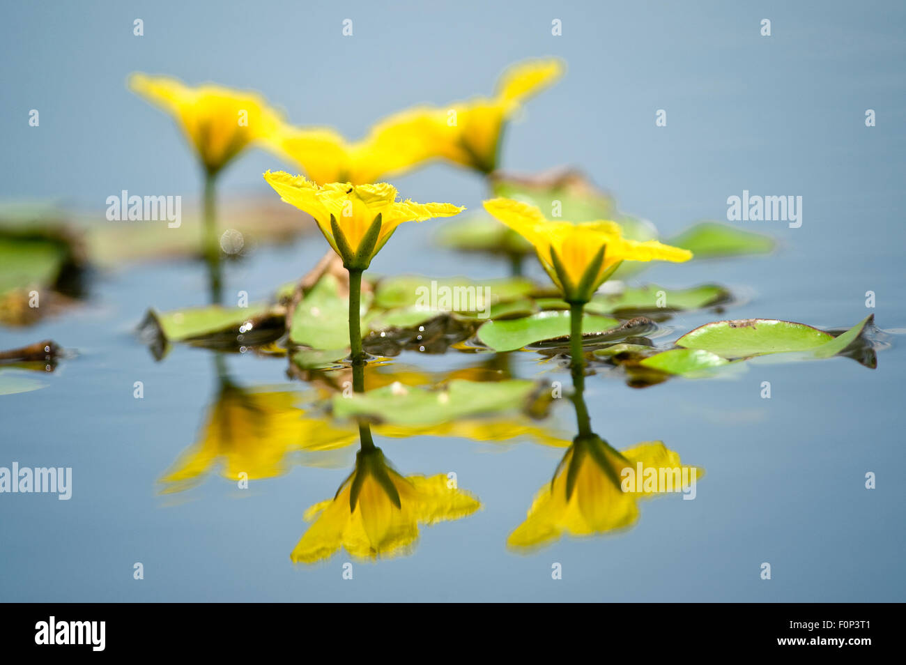 Orlata acqua giglio giallo / cuore flottante (Nymphoides peltata) fiori, Hortobagy National Park, Ungheria, Luglio 2009 Foto Stock