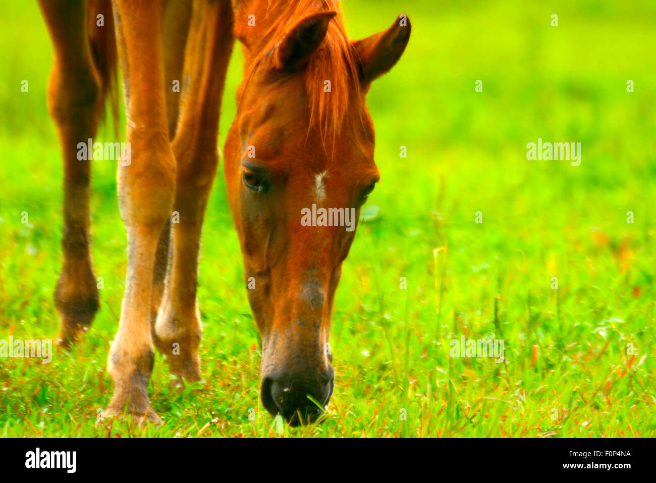 Ripresa macro di un cavallo che mangia erba Foto Stock