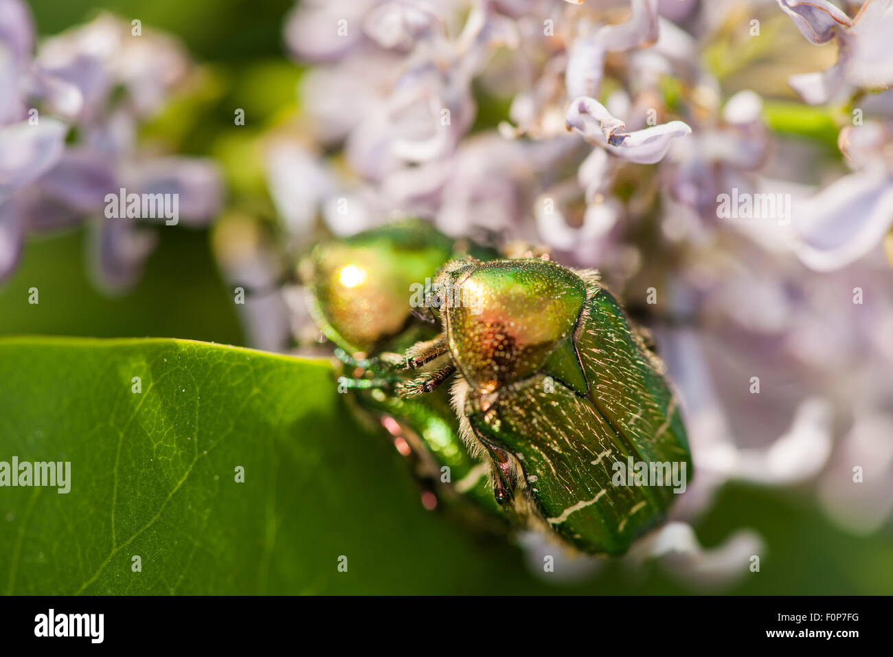 Vista macro di due rose (chafer Cetonia aurata) coniugata su un giardino giacinto (Hyacinthus orientalis) contro sfondo sfocato Foto Stock