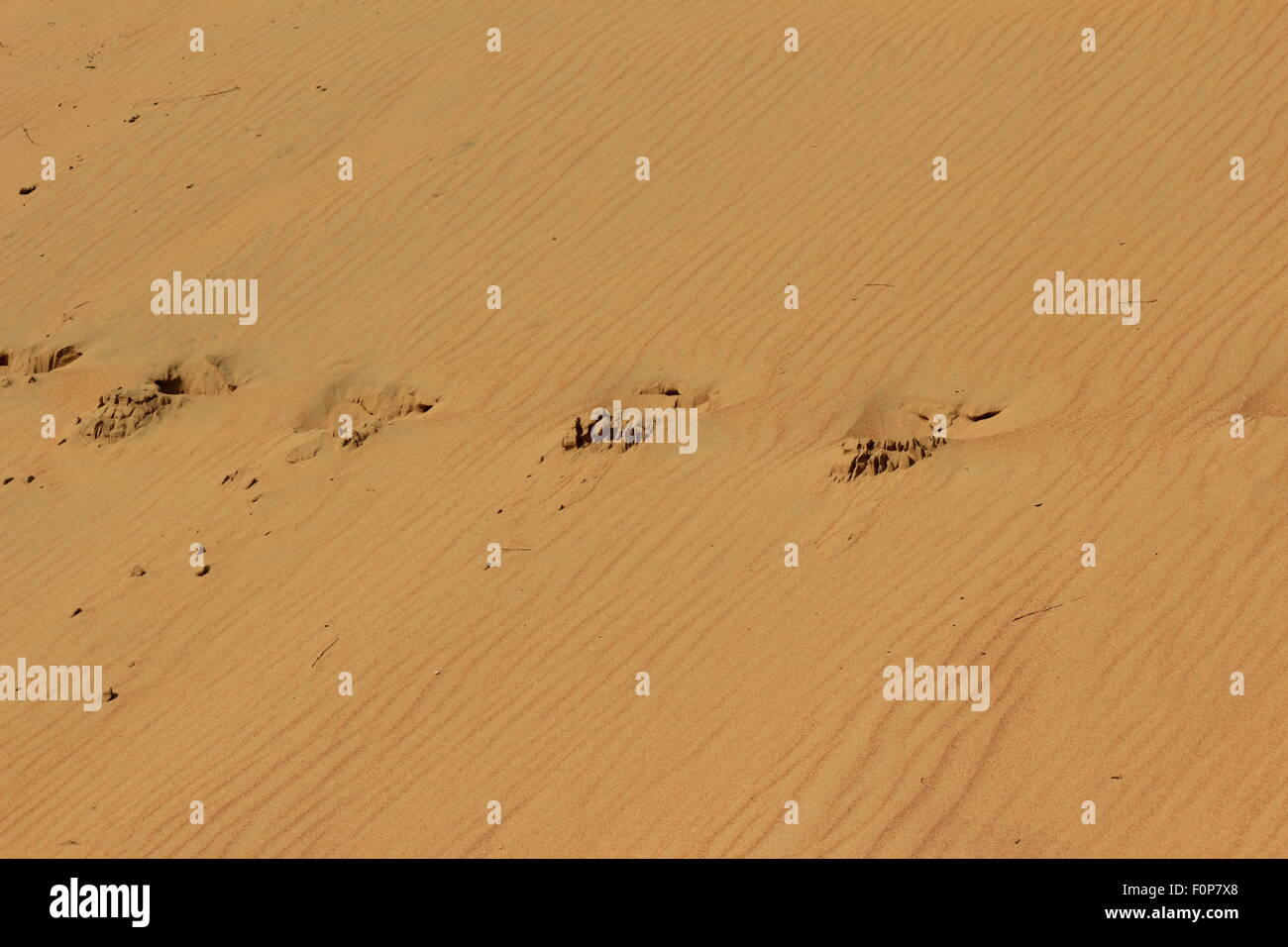 Dune con un modello di notevole da diverse sfumature di sabbia fine di colore dorato e tracce della persona Foto Stock