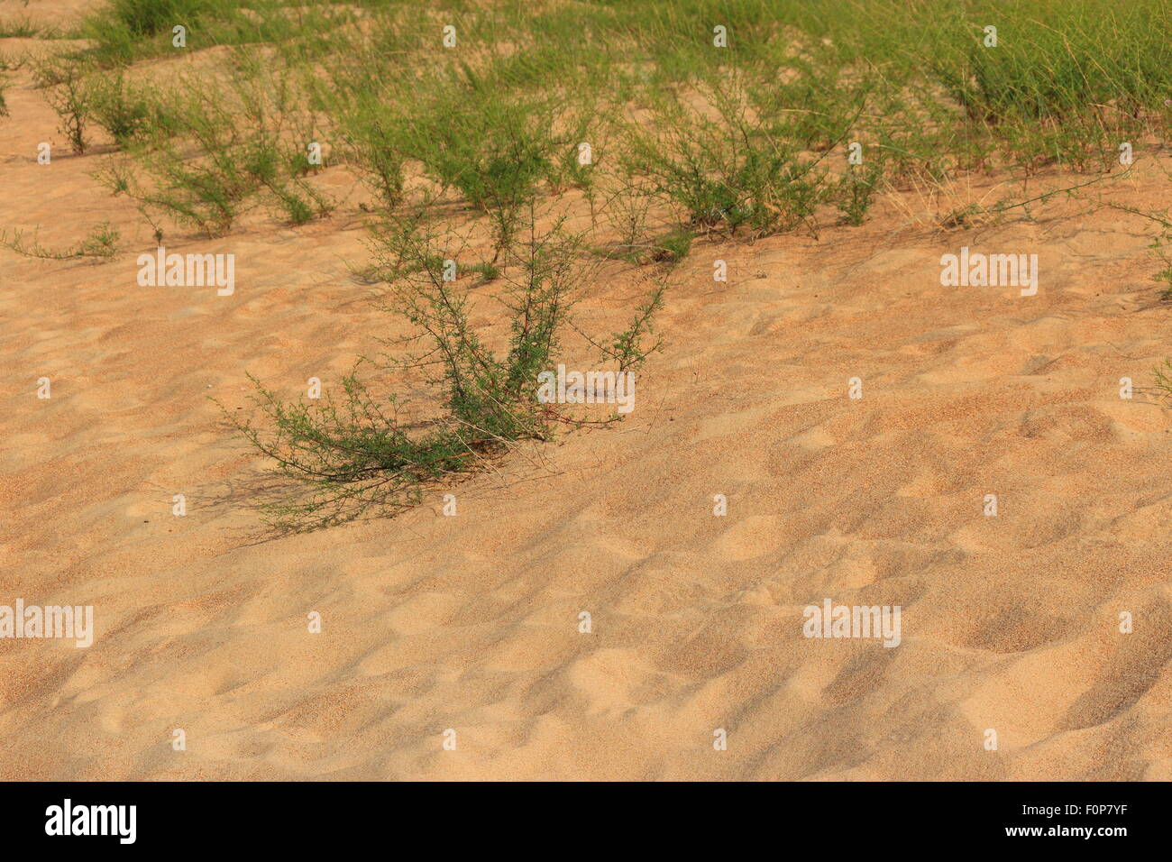 Dune con vegetazione Foto Stock