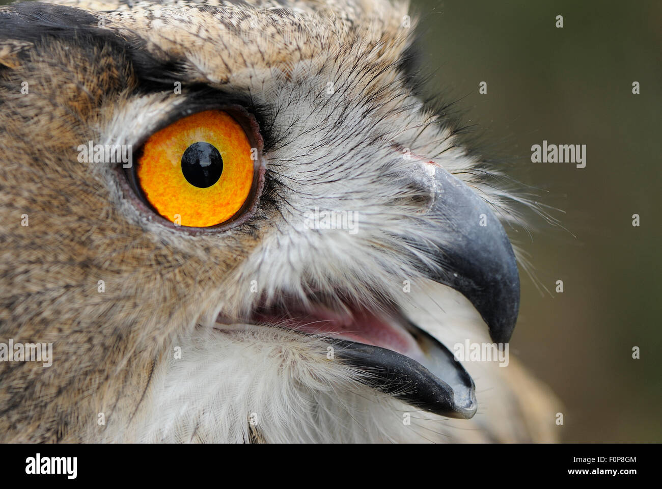 Gufo reale (Bubo bubo) close-up di testa, un uccello allevati in cattività, rilasciato recentemente nel selvaggio, arcipelago di Stoccolma, Uppland, Svezia, Settembre 2008 Foto Stock