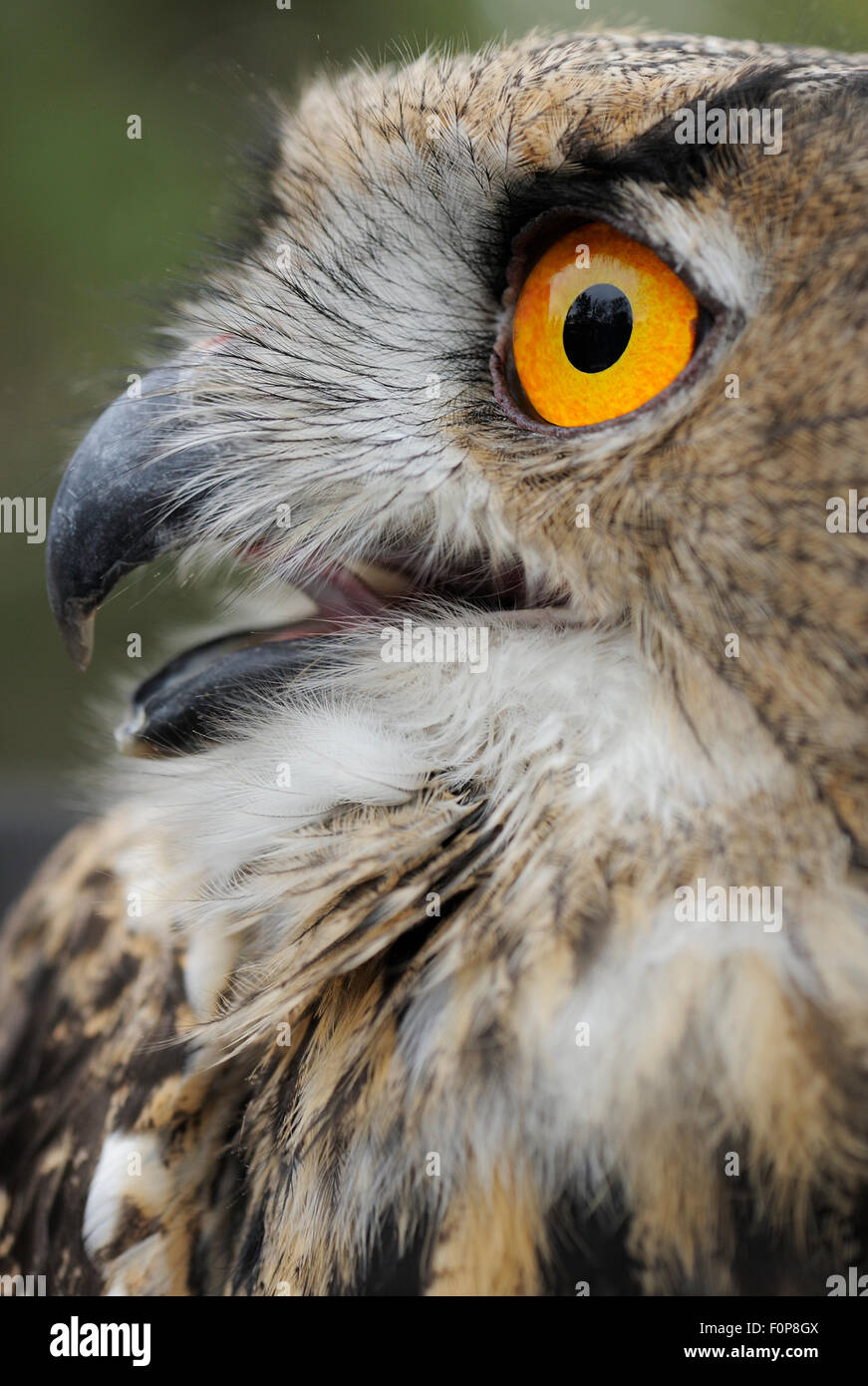 Gufo reale (Bubo bubo) chiamando, un uccello allevati in cattività, rilasciato recentemente nel selvaggio, arcipelago di Stoccolma, Uppland, Svezia, Settembre 2008 Foto Stock