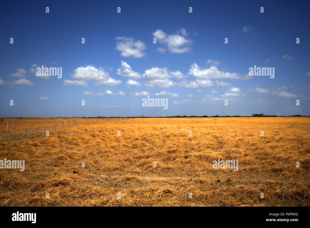 Grande Prairie campo con un bel cielo blu Foto Stock