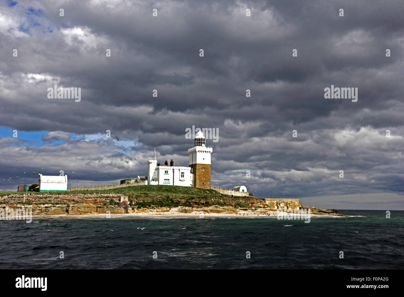 Faro di Coquet Island, camminate, Northumberland Foto Stock