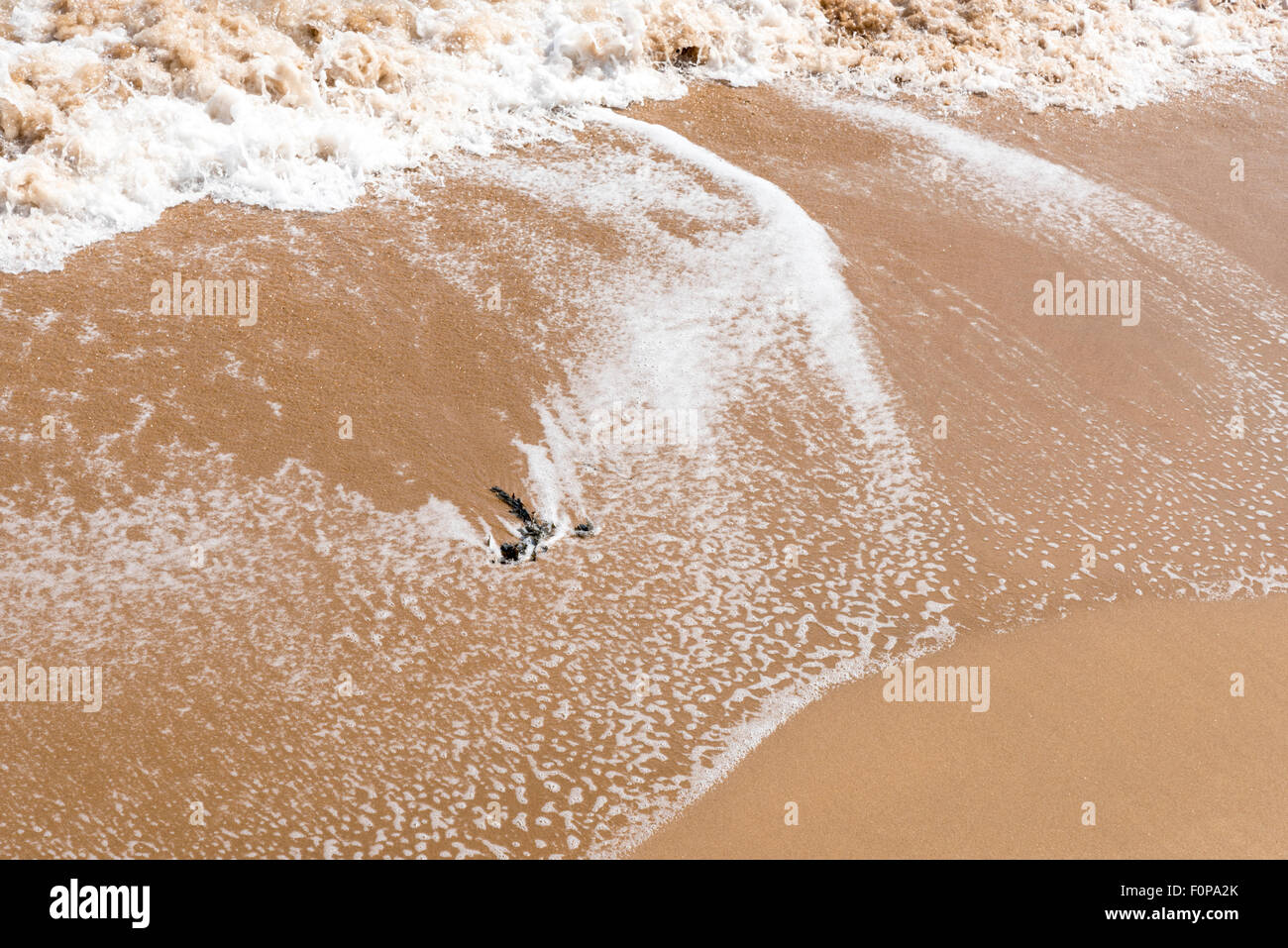 Rullatura oscillante torna in mare su un pezzo di alghe sulla spiaggia a Ramsgate nel Kent Foto Stock