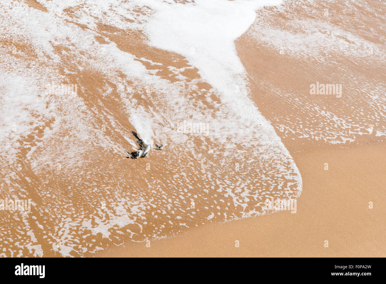 Rullatura oscillante torna in mare su un pezzo di alghe sulla spiaggia a Ramsgate nel Kent Foto Stock
