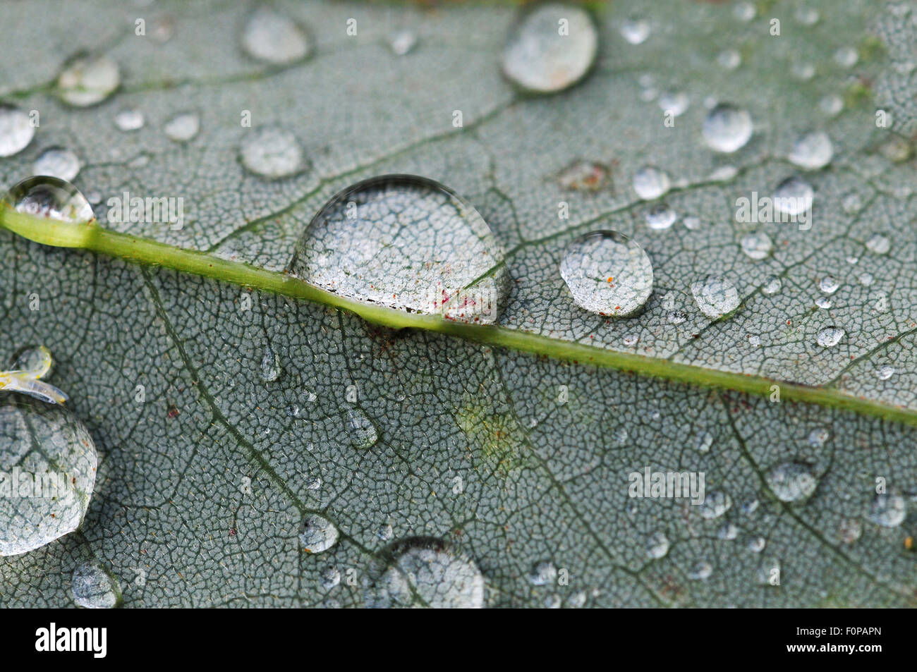 Macro shot di gocce di pioggia su una foglia verde Foto Stock