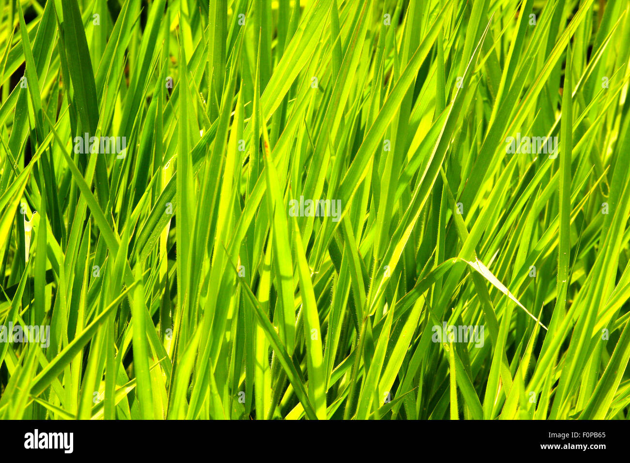 Macro shot di lussureggianti erba verde Foto Stock