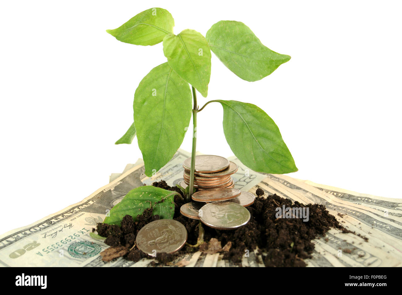 Macro shot del vivaio coltivazione sul denaro isolato su bianco Foto Stock