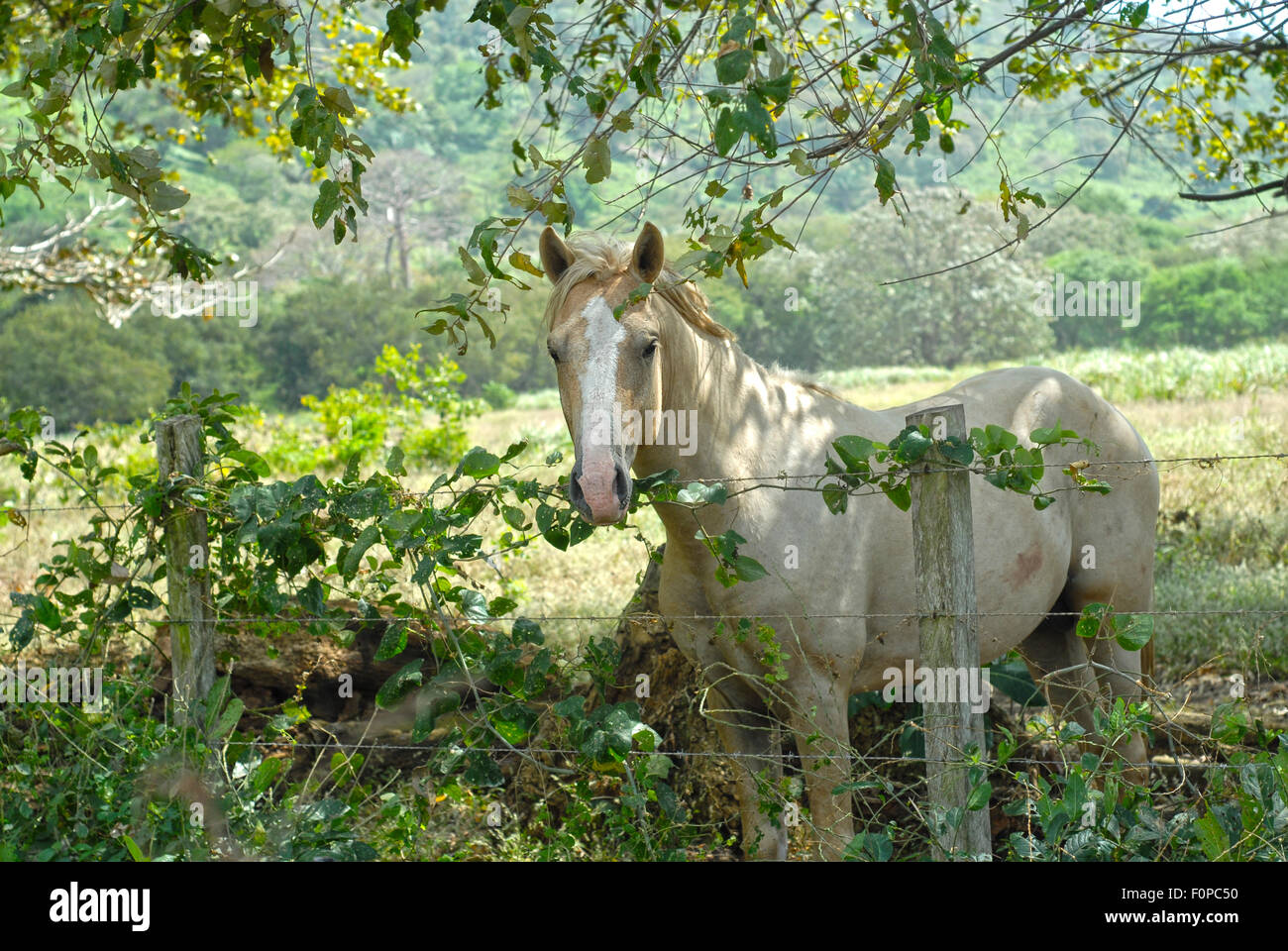 Bellissimo stallone Palomino cavallo da una recinzione barbwire in una fattoria Foto Stock