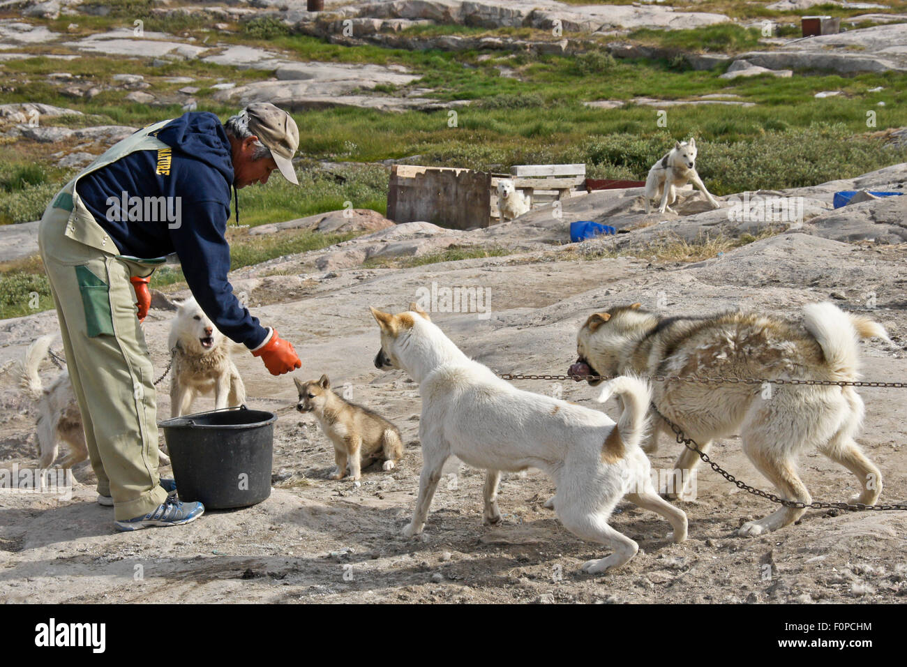 Uomo di alimentazione cani da slitta, Ilulissat, Groenlandia occidentale Foto Stock