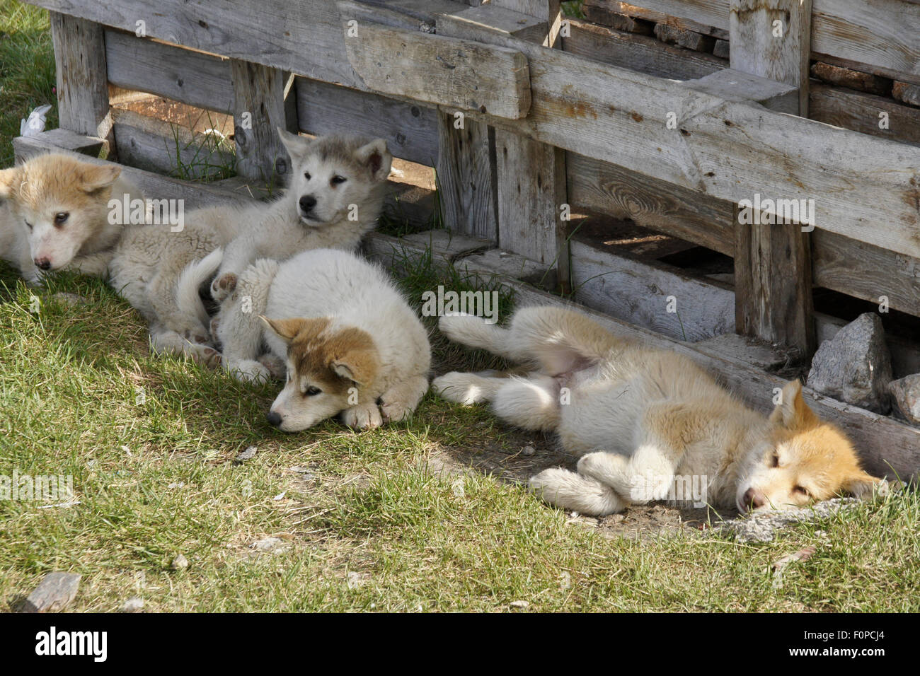 Slitta groenlandese cuccioli di cane in appoggio, Ilulissat, Groenlandia occidentale Foto Stock