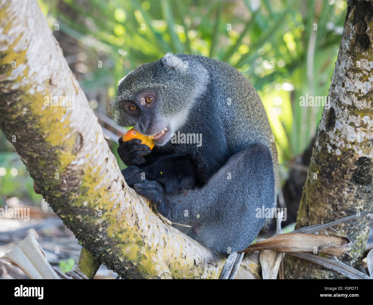 Maschio di sykes di scimmia (Cercopithecus albogularis), noto anche come blue monkey (Cercopithecus mitis) in Tanzania mangiare frutta gialla. Foto Stock