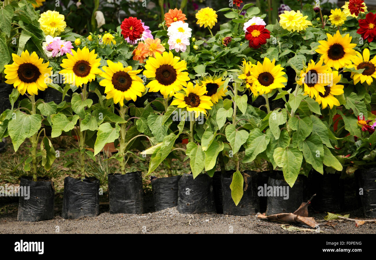 Bellissime piante di girasole insieme con altri fiori in un fiore vendita stand Foto Stock