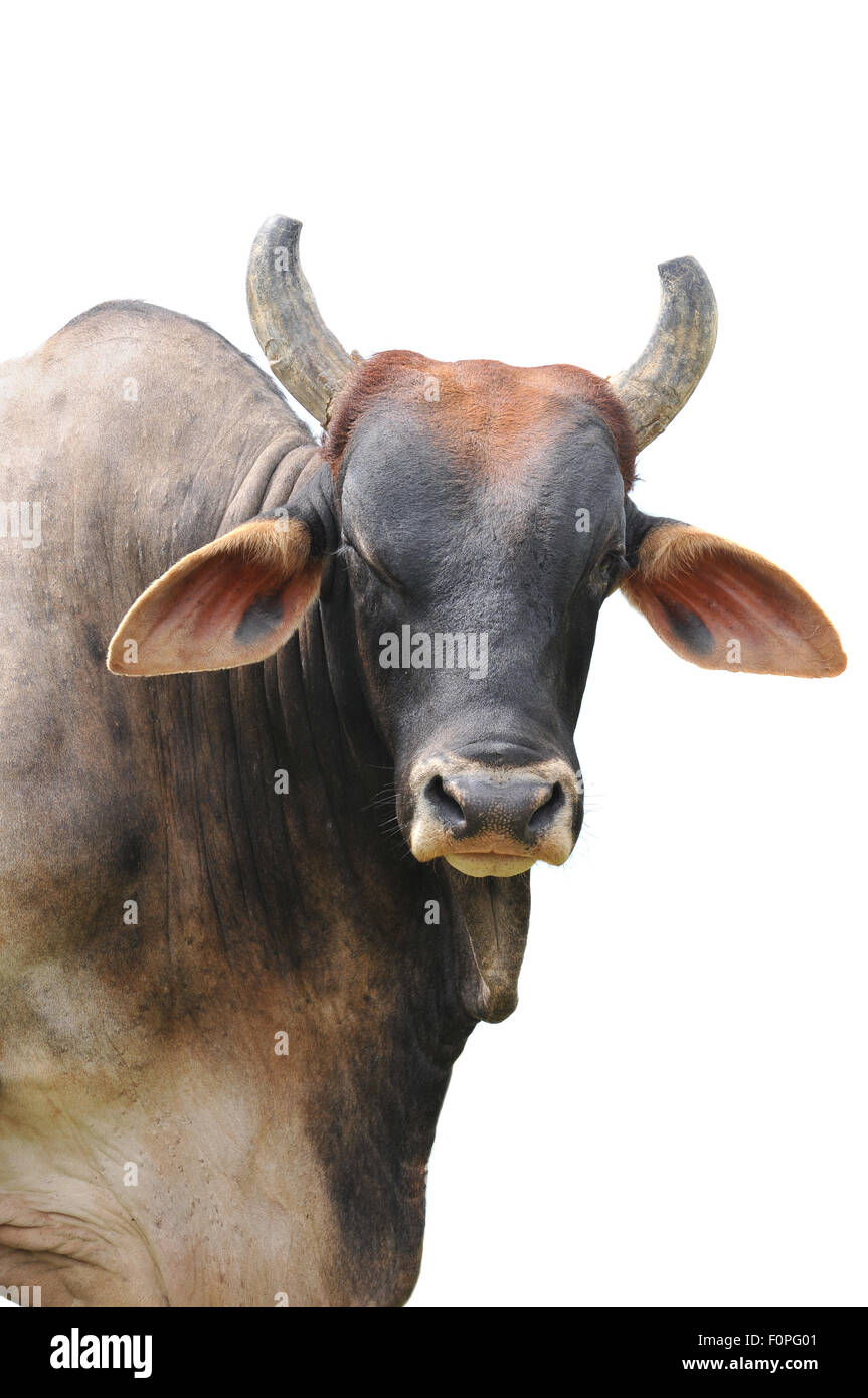 Grande brahman bull isolato su uno sfondo bianco Foto Stock