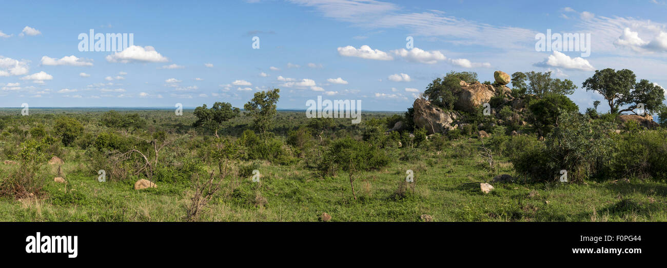 Vista panoramica del paesaggio a sud di Satara, Kruger National Park, Sud Africa Foto Stock