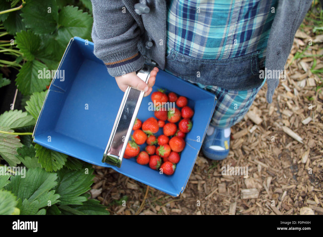 Bambino la raccolta di fragole, Hendrewennol frutticolo, Bonvilston, Cowbridge, Vale of Glamorgan, Galles. Regno Unito Foto Stock