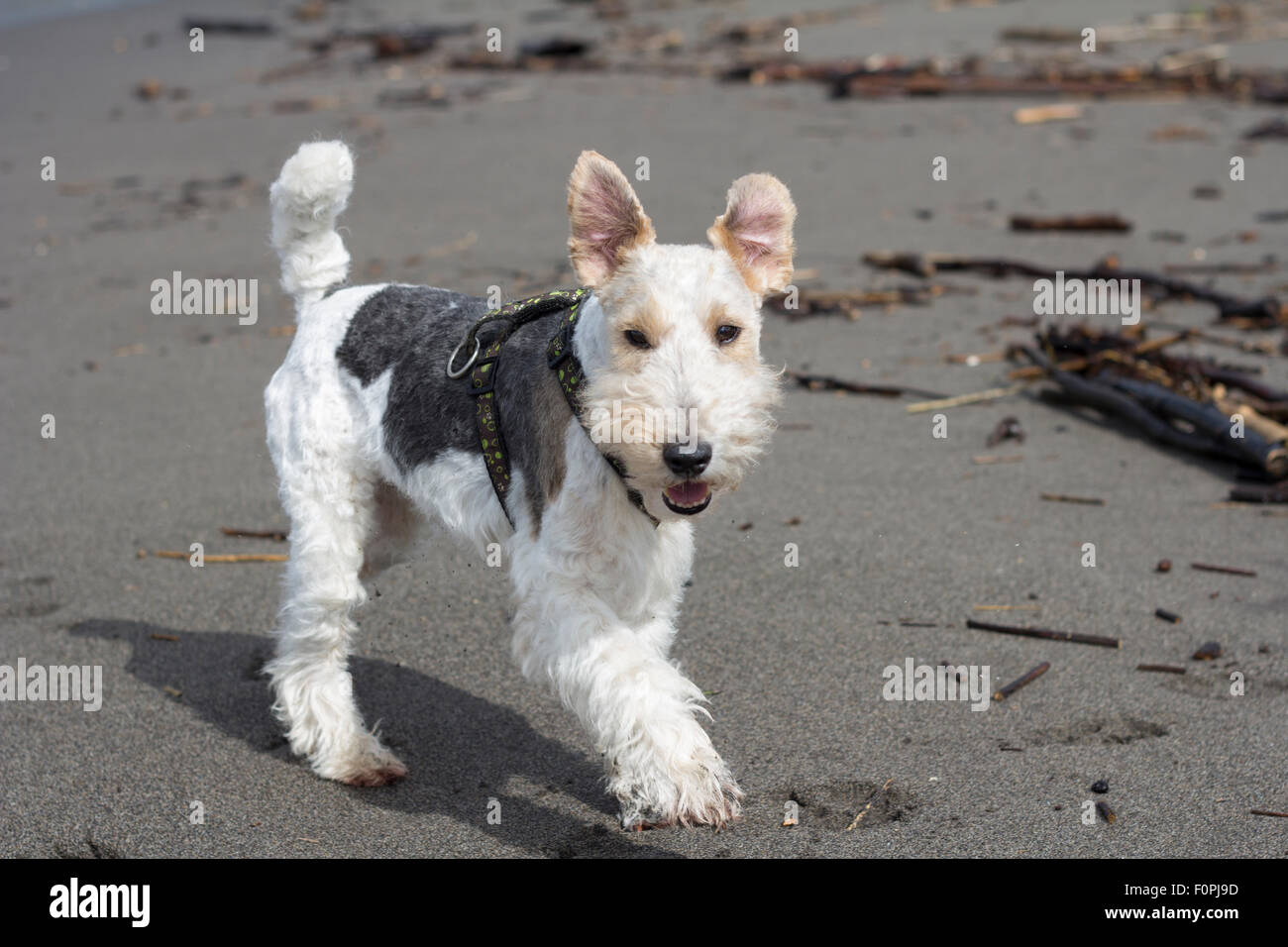 Fox Terrier con orecchie fino Foto Stock